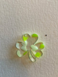 Shamrock/Clover